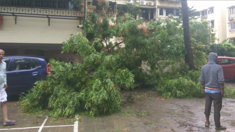 BJP MP demands financial assistance post Cyclone Tauktae BJP MP demands financial assistance post Cyclone Tauktae