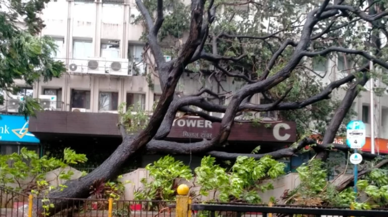 विधानभवन परिसरात कोसळली झाडं विधानभवन परिसरात कोसळली झाडं