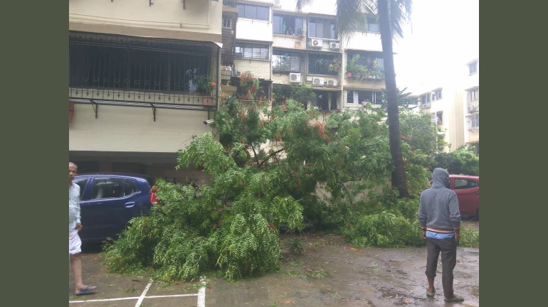Mumbai Reports First Tree Collapse Incident of Year in Ghatkopar; Claims Life of 72-Year-Old Mumbai Reports First Tree Collapse Incident of Year in Ghatkopar; Claims Life of 72-Year-Old
