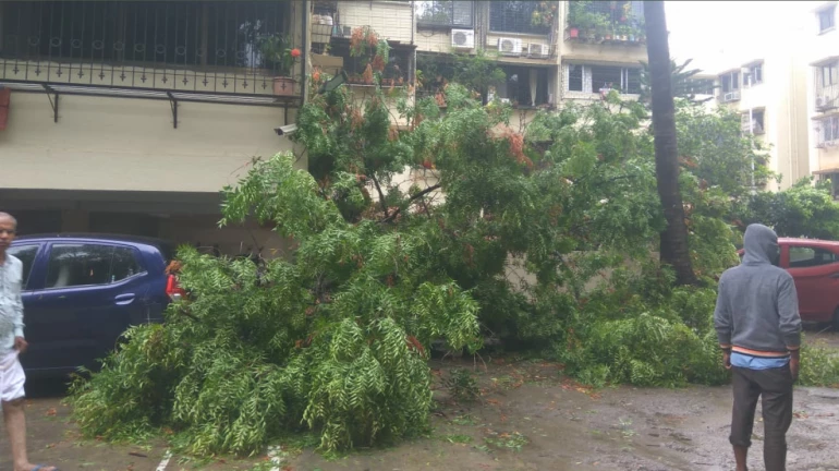 Cyclone Tauktae: Mumbai reports at least 132 instances of trees collapsing Cyclone Tauktae: Mumbai reports at least 132 instances of trees collapsing