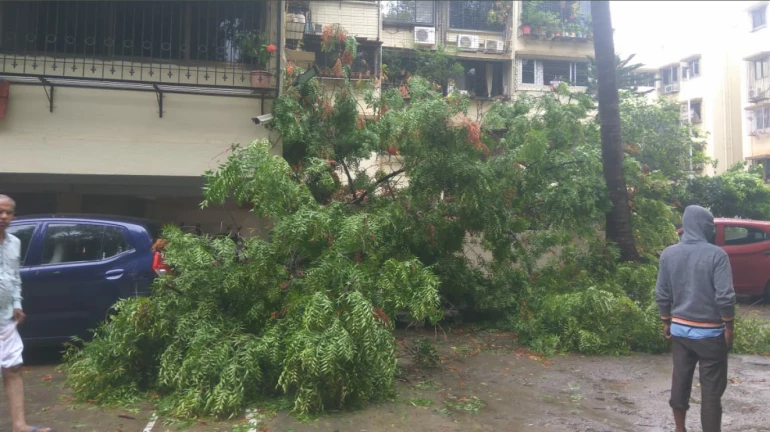 Cyclone Tauktae : मुंबईत २ तासात १३२ झाडं पडली
