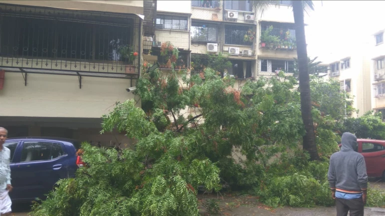 महाराष्ट्र राज्य वृक्ष प्राधिकरण ने मुंबई, ठाणे में 753 पेड़ काटने की मंजूरी दी महाराष्ट्र राज्य वृक्ष प्राधिकरण ने मुंबई, ठाणे में 753 पेड़ काटने की मंजूरी दी