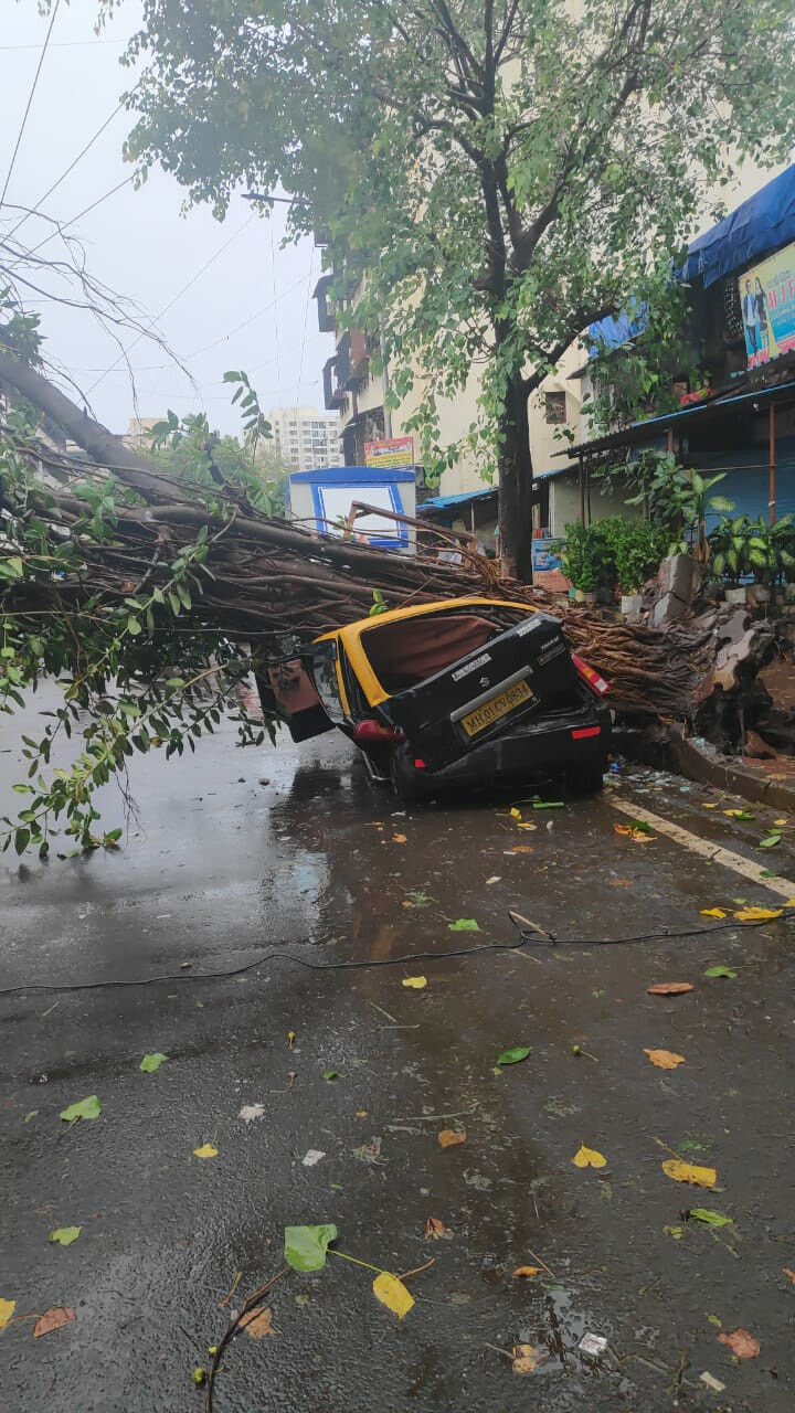 Thane Civic Body Proposes INR 10 Lakh Aid, Contract Job for Kin of Tree-Fall Victim