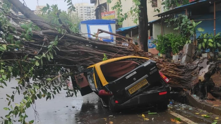 Thane Civic Body Proposes INR 10 Lakh Aid, Contract Job for Kin of Tree-Fall Victim Thane Civic Body Proposes INR 10 Lakh Aid, Contract Job for Kin of Tree-Fall Victim