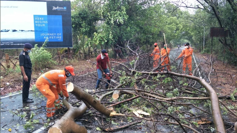 Mumbai Rains: Over 100 Trees Collapsed, BMC Blames Road Digging Activities Mumbai Rains: Over 100 Trees Collapsed, BMC Blames Road Digging Activities