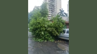 Tree Fall Crisis Deepens: Mumbai Records 523 Incidents in Just 24 Hours Tree Fall Crisis Deepens: Mumbai Records 523 Incidents in Just 24 Hours