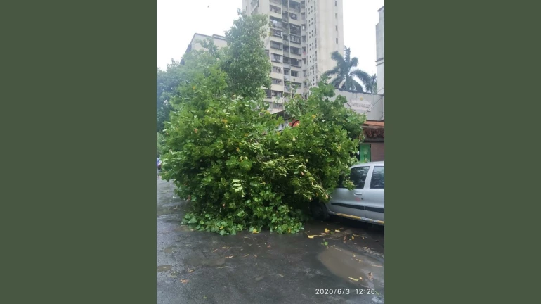 Mumbai Monsoon: 902 Trees Uprooted, 1,275 Branches Fell in Less Than a Month Mumbai Monsoon: 902 Trees Uprooted, 1,275 Branches Fell in Less Than a Month