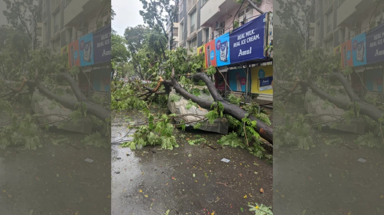 Nisarga Cyclone: Trees uprooted, roofs fly as the cyclonic storm hits Maharashtra