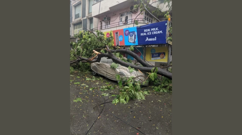 Nisarga cyclone : निसर्ग का असर, मुंबई में कहीं गिरे पेड़ तो कहीं उड़े छप्पर