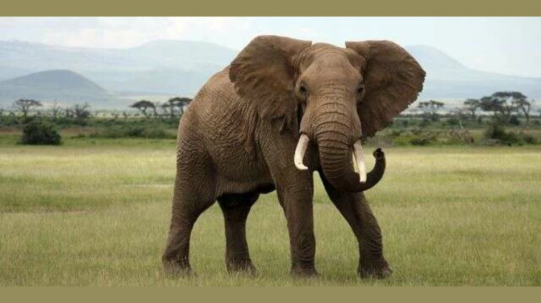 Javadekar releases statement over elephant killing in Kerela Javadekar releases statement over elephant killing in Kerela