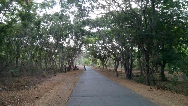 235 Trees of SGNP To Get Cut as Wildlife Board Clears Borivali-Thane Tunnel Project