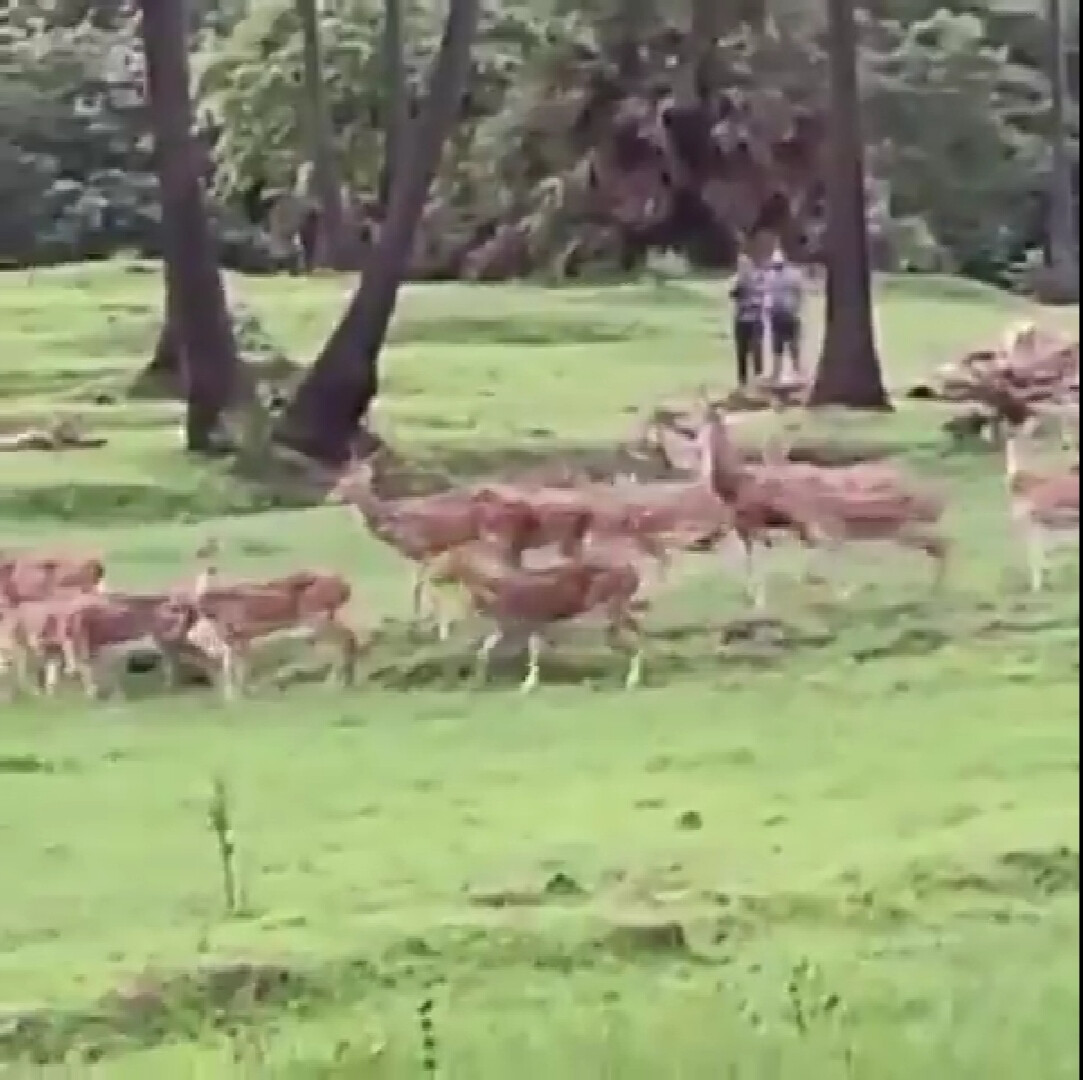 मुंबई : मीठी नदी के किनारे दिखा हिरनों का झुंड