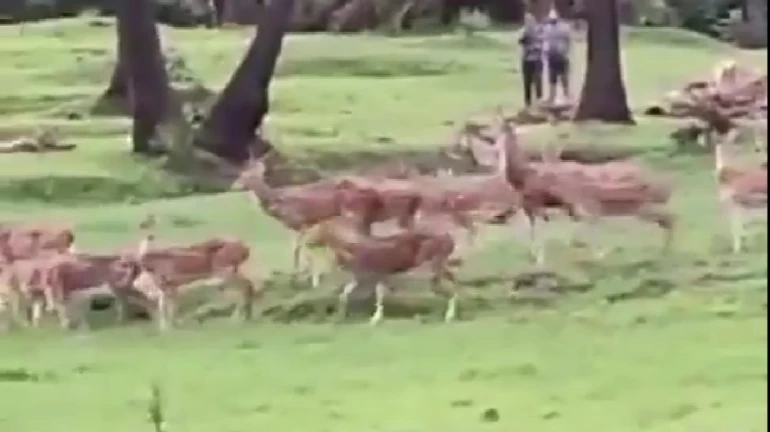 Mumbai: herd of deer run wild on the banks of mithi river Mumbai: herd of deer run wild on the banks of mithi river