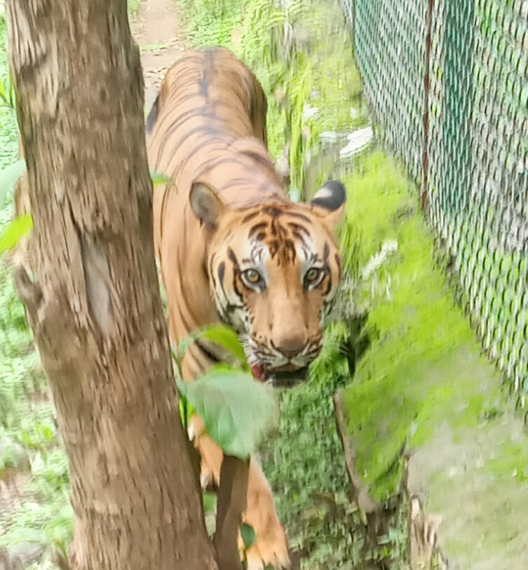 बंगाल टाइगर 'आनंद' की संजय गांधी नेशनल पार्क में कैंसर से मौत
