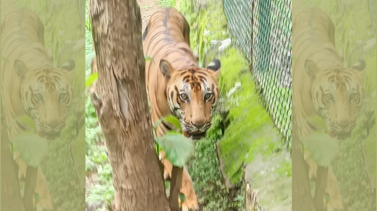 बंगाल टाइगर 'आनंद' की संजय गांधी नेशनल पार्क में कैंसर से मौत बंगाल टाइगर 'आनंद' की संजय गांधी नेशनल पार्क में कैंसर से मौत