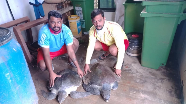Mumbai: Two olive ridley turtles rescued by Drishti lifeguards at Versova Mumbai: Two olive ridley turtles rescued by Drishti lifeguards at Versova