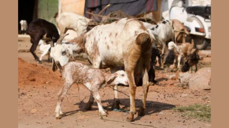 बकरीद- बॉम्बे हाईकोर्ट ने निजी स्थानों पर पशु वध के लिए बीएमसी की अनुमति पर रोक लगाने से किया इनकार बकरीद- बॉम्बे हाईकोर्ट ने निजी स्थानों पर पशु वध के लिए बीएमसी की अनुमति पर रोक लगाने से किया इनकार