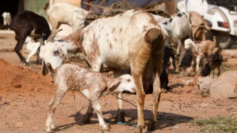 Bakra Eid: गणेशोत्सवाला दिली तशी बकरी ईदलाही परवानगी द्या, ‘या’ नेत्याची मागणी Bakra Eid: गणेशोत्सवाला दिली तशी बकरी ईदलाही परवानगी द्या, ‘या’ नेत्याची मागणी