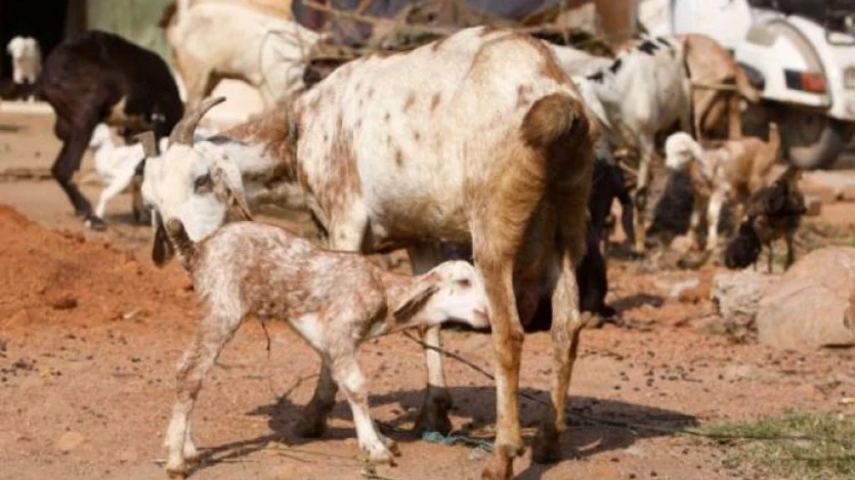 Bakra Eid: Qurbani of 900 Animals Allowed Between July 21–23 at Deonar Abattoir Bakra Eid: Qurbani of 900 Animals Allowed Between July 21–23 at Deonar Abattoir