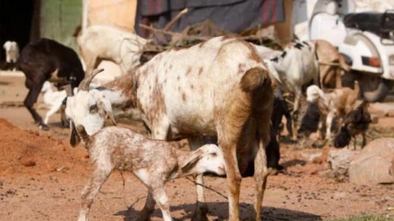 Bakri Eid 2022: Bombay HC Permits to operate temporary places of slaughter Bakri Eid 2022: Bombay HC Permits to operate temporary places of slaughter