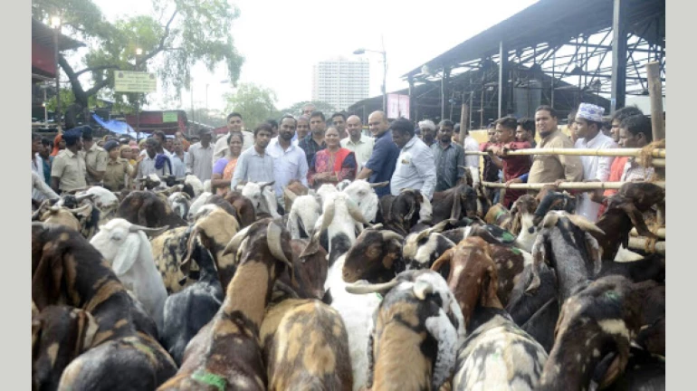 Bakri Eid 2026: Mira-Bhayandar Civic Body Bans Goats, Qurbani in Homes, Societies and Public Places Bakri Eid 2026: Mira-Bhayandar Civic Body Bans Goats, Qurbani in Homes, Societies and Public Places