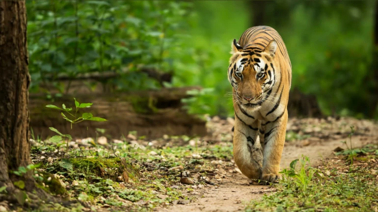 Tiger Census: Increase in number of striped tigers; 3,800 recorded in the country and 375 in Maharashtra