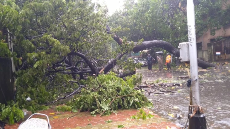 42 trees have fallen in Mumbai due to heavy rainfall
