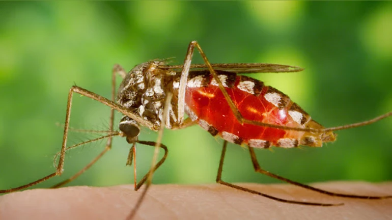 Mumbai Monsoon: Diseases Like Dengue, Malaria Doubles the Risk Of COVID-19, warn doctors
