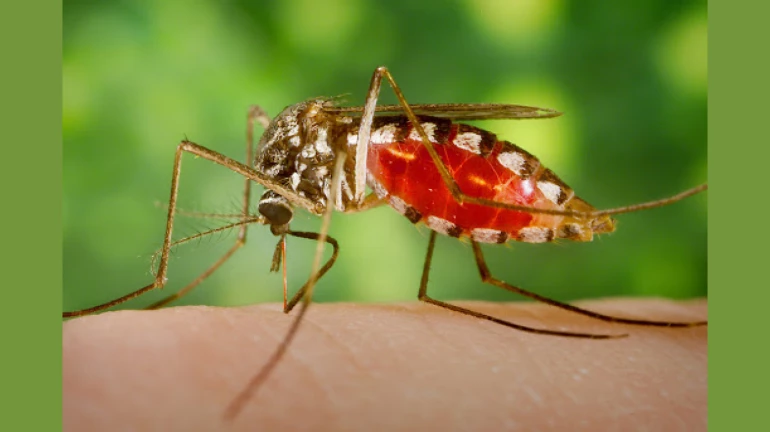 Maharashtra: Over 3500 cases of mosquito-borne diseases detected in 3 months Maharashtra: Over 3500 cases of mosquito-borne diseases detected in 3 months