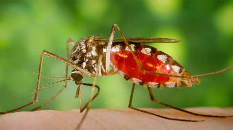महाराष्ट्र: 5 जिल्ह्यांमध्ये मलेरियाच्या शून्य रुग्णांची नोंद