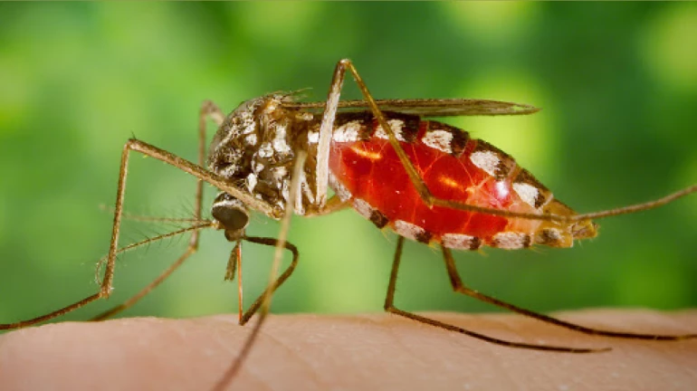 राज्यात मलेरियाचे प्रमाण दुप्पट; रुग्णसंख्या १७,३६५ वर