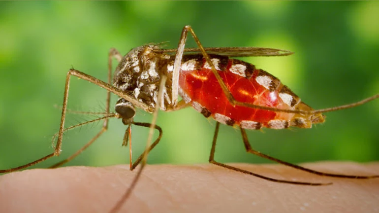 BMC Speeds Up Destruction of Mosquito Breeding Sites to Curb Malaria, Dengue
