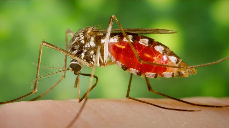 BMC Speeds Up Destruction of Mosquito Breeding Sites to Curb Malaria, Dengue BMC Speeds Up Destruction of Mosquito Breeding Sites to Curb Malaria, Dengue