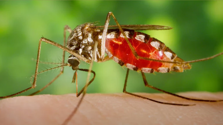 Mumbai reports more cases of Chikungunya as compared to state Mumbai reports more cases of Chikungunya as compared to state