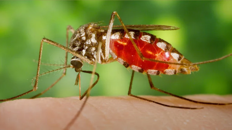 मुंबईत मलेरियाचा प्रादुर्भाव वाढताच मुंबईत मलेरियाचा प्रादुर्भाव वाढताच