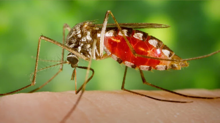 Increasing cases of Malaria raises concerns in Mumbai Increasing cases of Malaria raises concerns in Mumbai