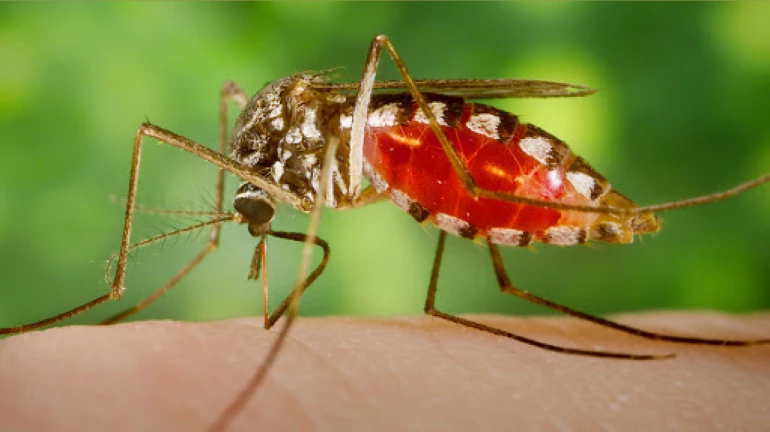 मुंबई: मानसून में होने वाली बीमारियों में हो रही है वृद्धि मुंबई: मानसून में होने वाली बीमारियों में हो रही है वृद्धि