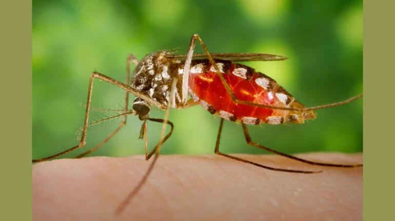 बीएमसी ने 17,000 से अधिक मच्छर प्रजनन स्थलों को नोटिस भेजा