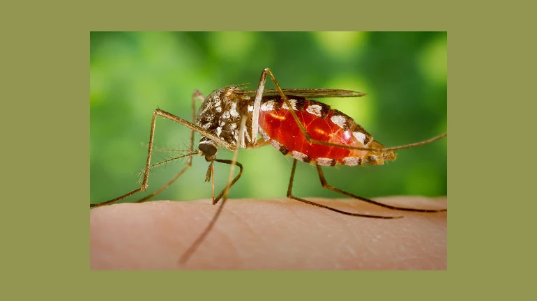 सावधान!  मुंबई में बढ़ रहे हैं डेंगू, मलेरिया और चिकनगुनिया के मरीज