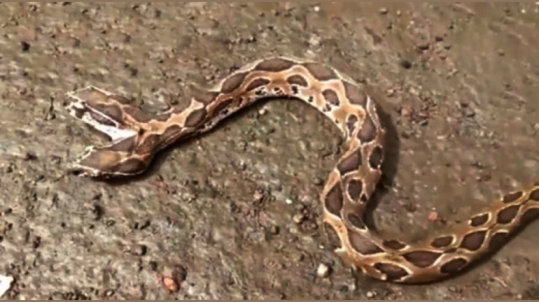 Rare Twin-Headed Snake Found In Kalyan