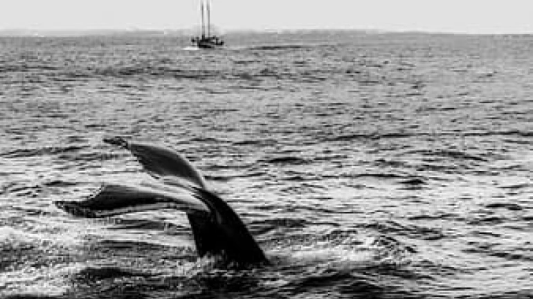 Whale shark caught at Sassoon Dock in Colaba; state authority to book offenders Whale shark caught at Sassoon Dock in Colaba; state authority to book offenders