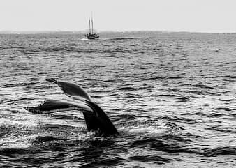 Sassoon Dock whale shark has missing fins; cut into pieces before officials reached the dock