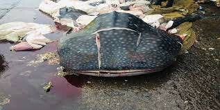 ‘व्हेल शार्क’ मासा पकडल्या प्रकरणी तिघांना अटक