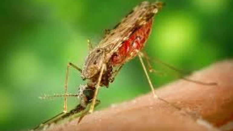 Mumbai: 600 cases of malaria detected