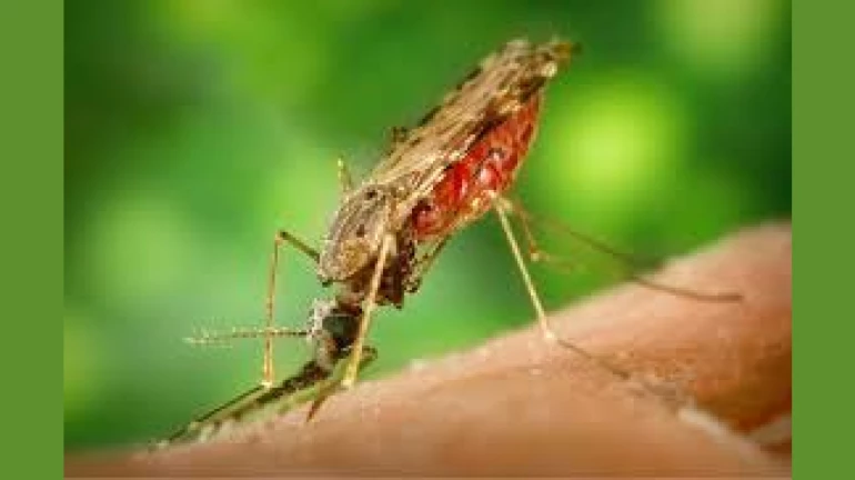 कोरोना के बाद अब मुंबई में मलेरिया का प्रकोप कोरोना के बाद अब मुंबई में मलेरिया का प्रकोप