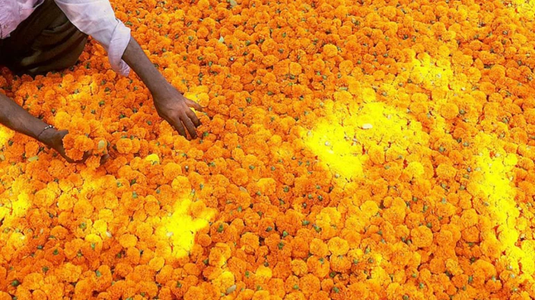 Ahead of Ganeshotsav, Marigold flowers being sold at ₹300 per kg in Mumbai Ahead of Ganeshotsav, Marigold flowers being sold at ₹300 per kg in Mumbai