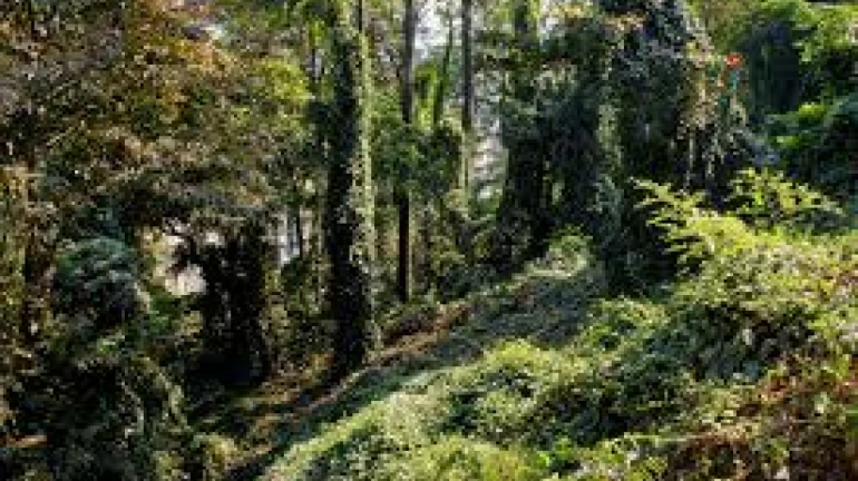 Maharashtra government to reassess tree felling near Sevagram Ashram Maharashtra government to reassess tree felling near Sevagram Ashram