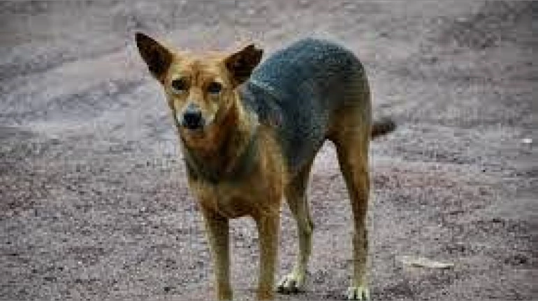 बीएमसी ने 42,000 आवारा कुत्तों की नसबंदी की बीएमसी ने 42,000 आवारा कुत्तों की नसबंदी की