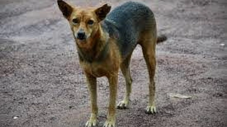 Mumbai’s Stray Dog Population Drops by 21% in a Decade: BMC Survey Mumbai’s Stray Dog Population Drops by 21% in a Decade: BMC Survey
