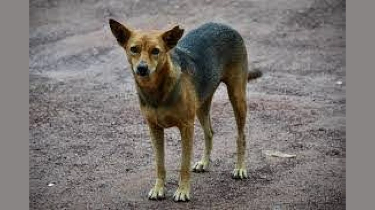 ‘रेबिजमुक्त मुंबई’साठी 28 सप्टेंबरपासून लसीकरण ‘रेबिजमुक्त मुंबई’साठी 28 सप्टेंबरपासून लसीकरण